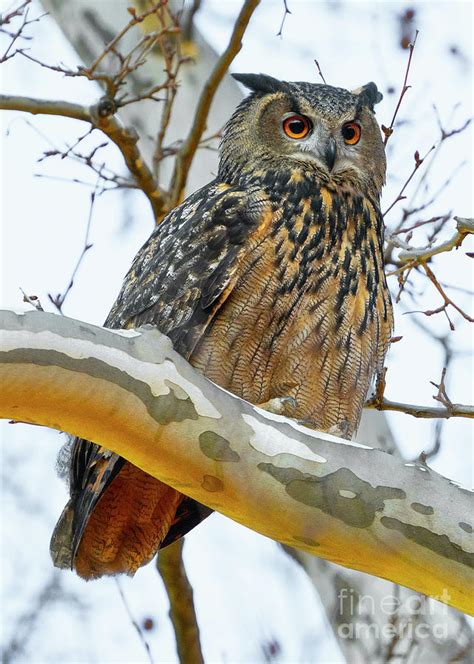 Flaco the Eurasian Eagle Owl Photograph by Brian Harnick - Pixels