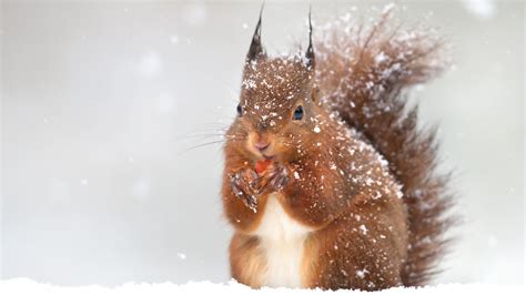 Vögel und Wildtiere im Winter füttern – so machen Sie es richtig | The Weather Channel