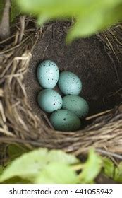 1,519 Thrush eggs Images, Stock Photos & Vectors | Shutterstock