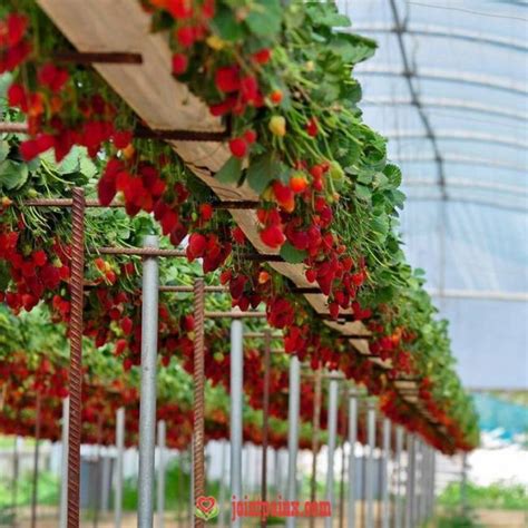 # Anbau # Erdbeeren # Gartenarbeit # Indoor # Erdbeergarten in meiner ...