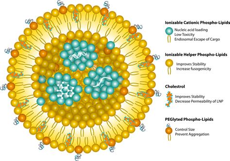 Lipid Nanoparticles on Behance