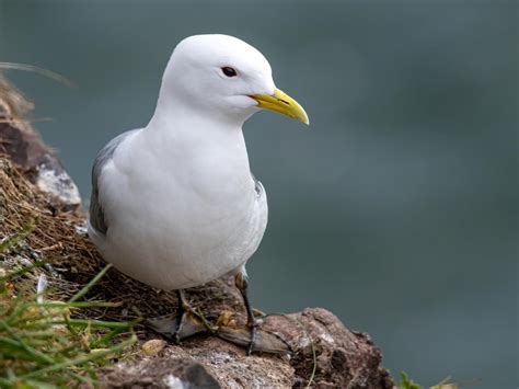 Kittiwake Bird Facts (Rissa tridactyla) | Birdfact