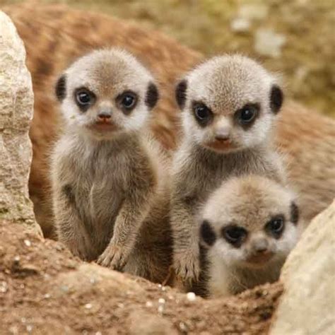 33 Animals Who Are Extremely Disappointed In You | Baby animals pictures, Baby meerkat, Cute ...