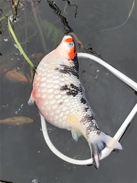 My koi won’t lay eggs? What is wrong with this gal? : r/Koi