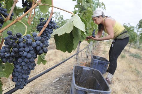 Okanagan grape harvest | Gallery | kelownadailycourier.ca