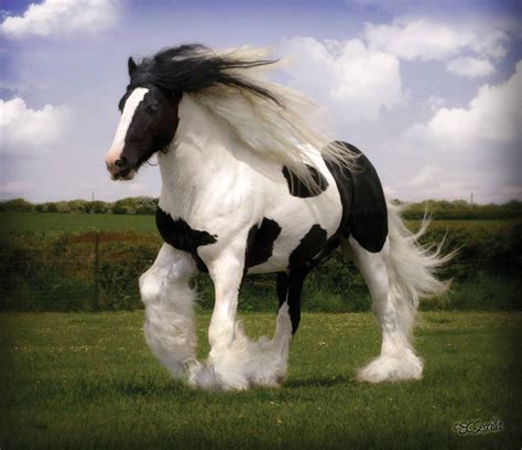 Gypsy Vanner Horse Wallpapers - Top Free Gypsy Vanner Horse Backgrounds ...