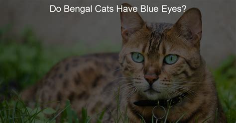 Do Bengal Cats Have Blue Eyes? - My Wild Cat Life