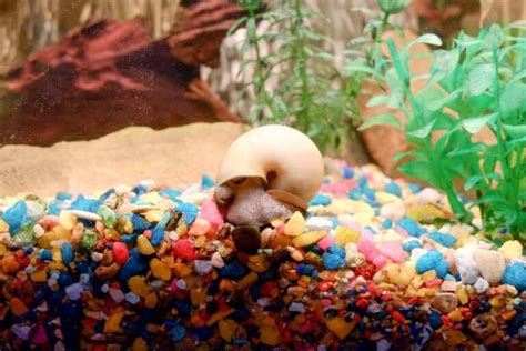 What Do Snails Eat in A Fish Tank: Diet & Nutrition Needs