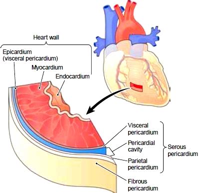 Serous pericardium - Anatomy, Functions and Pictures