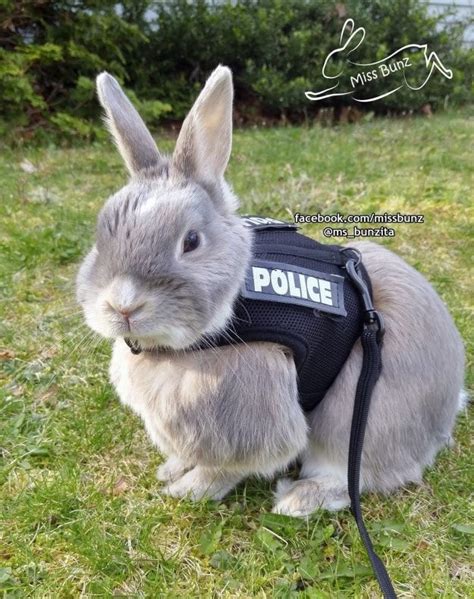 私は『ズートピア』が公開される4年前から警察官だった | Cute animals, Cute baby animals, Pet bunny