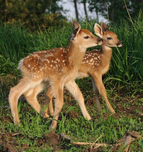 Twins? (With images) | Deer photos, Baby deer, Baby animals songs