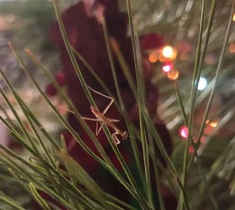 Mum makes stomach-churning discovery while putting up Xmas tree and ...