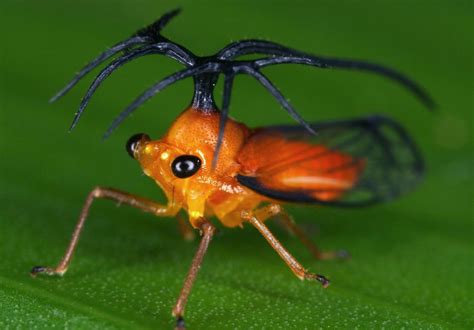 Weird Insects, Cool Insects, Bugs And Insects, Animal Original ...