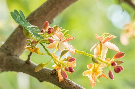 Premium Photo | Tamarind flowers on the tree