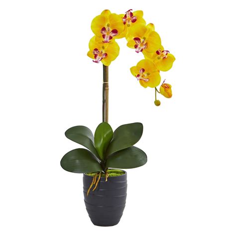 Send Yellow Orchids Plants To Philippines | Delivery Green Plants ...