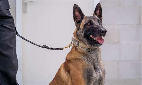 Why Do Police Use Belgian Malinois