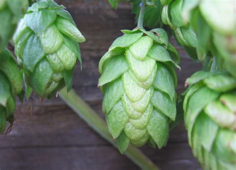 hops flowers | they are flowers, although they may not look … | Flickr