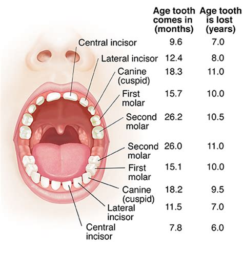 Anatomy and Development of the Mouth and Teeth | University Hospitals