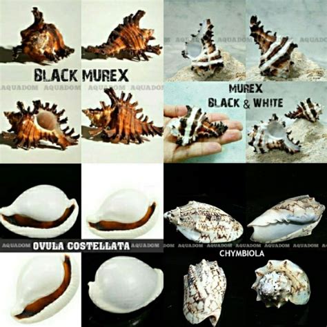 Jual CANGKANG KERANG HIAS TEMPURUNG KELOMANG LAUT RUMAH UMANG (SERIES ...