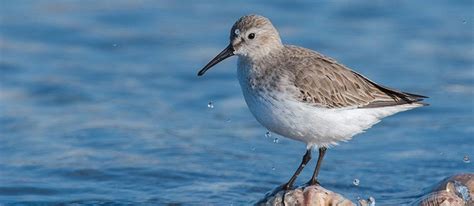 Cape May Bird Observatory | New Jersey Audubon