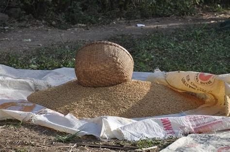 Cambodia's rice export up 38 pct in 7 months - The Cambodia Daily