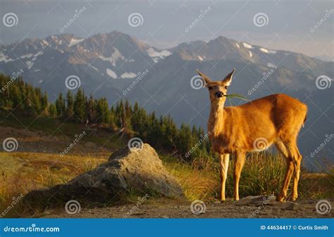 Blacktail Deer Grazing, Sunset, Meadows and Mountains Stock Image - Image of blacktail, colored ...