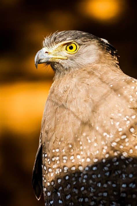 Crested Serpent Eagle in Chiangmai Thailand Stock Photo - Image of prey ...