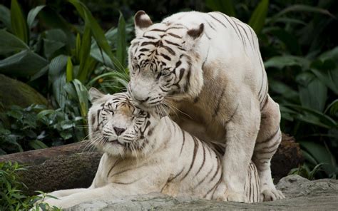 Hintergrundbilder : Tiere, Natur, Tiger, Tierwelt, große Katzen, Zoo ...