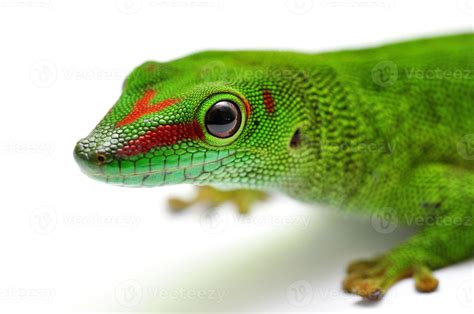 Madagascar day gecko 721257 Stock Photo at Vecteezy