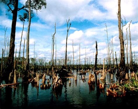 ESA - Aftermath of a peatland fire in Indonesia