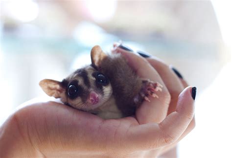 Caring for Your Pet Sugar Gliders - Valley Animal Hospital