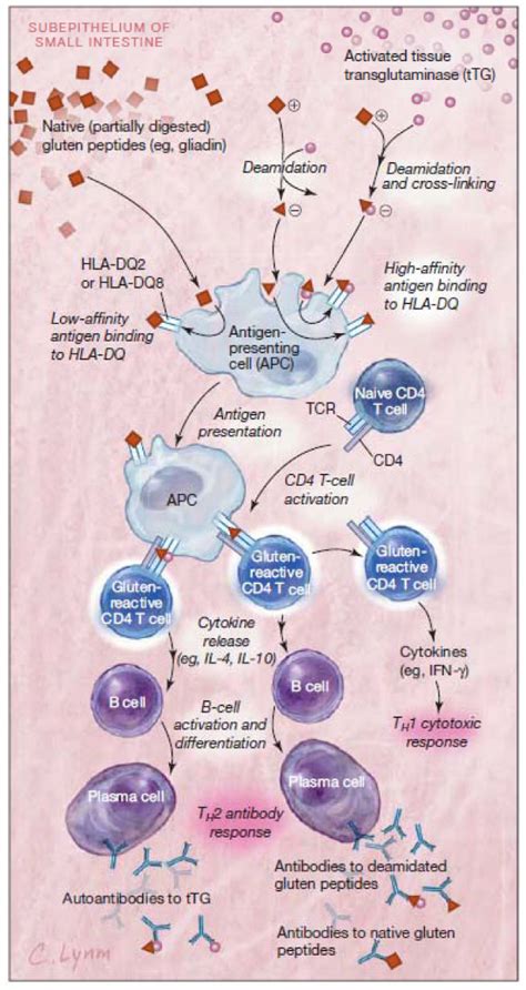 Antigen Presentation and Production of Antibodies to Gluten Peptides ...