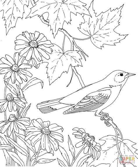 Beautiful Idaho State Bird Coloring Page | Thousand of the Best printable coloring pages for kids!