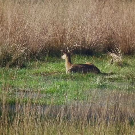 Barasingha - Facts, Diet, Habitat & Pictures on Animalia.bio