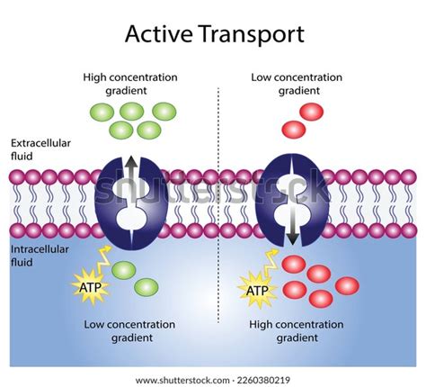 Active Transport Across Cell Membrane Substance Stock Vector (Royalty ...