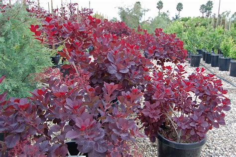 Cotinus coggygria ‘Royal Purple’ | Plants Direct – Victoria, BC