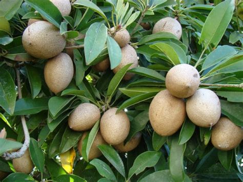 Discover the Best Sapodilla Plant Varieties for Sale at Kadiyam Nurser ...