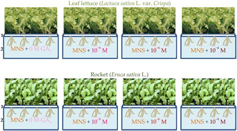 Agronomy | Free Full-Text | Effect of Gibberellic Acid on Growth, Yield, and Quality of Leaf ...