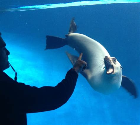 Our seal keepers at Melbourne Zoo are have just begun an underwater training program with Bay ...