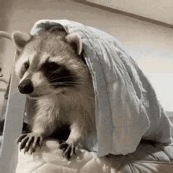 Fat Raccoon Rolling GIF | GIFDB.com