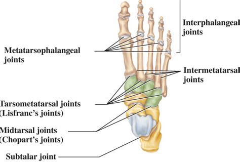 Lisfranc injury, lisfranc joint injury causes, symptoms, diagnosis ...