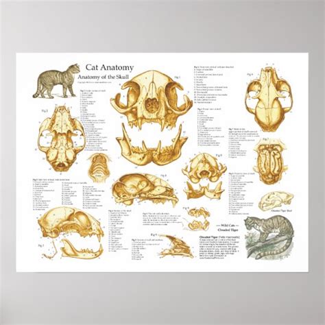 Domestic Cat Skull Anatomy Poster | Zazzle.com