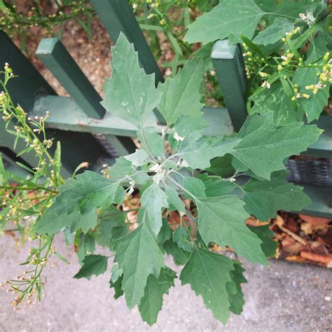 Weed of the Month: Lambsquarters - Brooklyn Botanic Garden