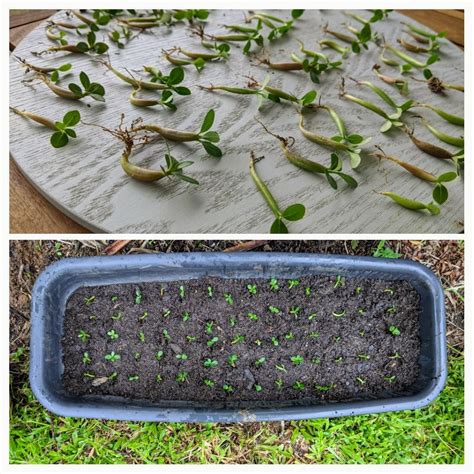 My desert roses' seed pods opened while I was away for the holidays. I've found 76 of those ...