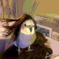 Cockatiel GIFs - Get the best gif on GIFER