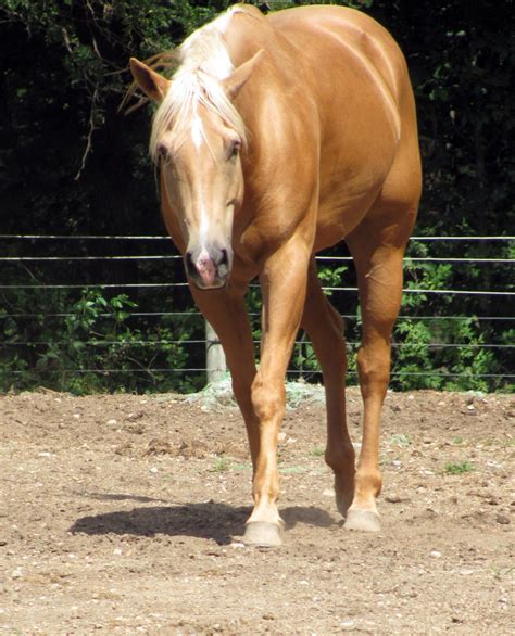 Palomino Arabian Horse - Viewing Gallery