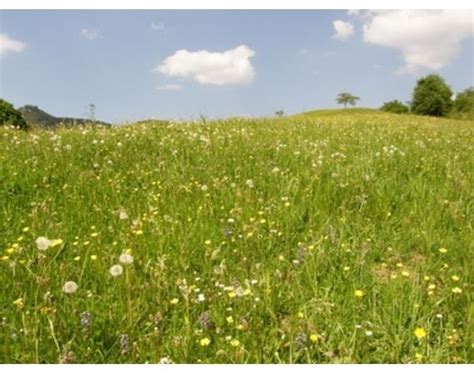 What Types of Trees Are Found in Grassland Biomes? | Grassland biome ...