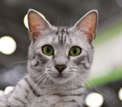 Egyptian Mau Breed Facts and Information | PetCoach