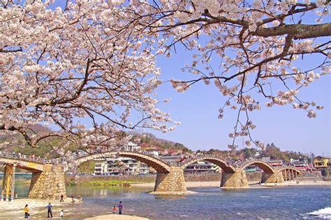 Kintai Bridge Iwakuni Japan Cherry Blossom Festival