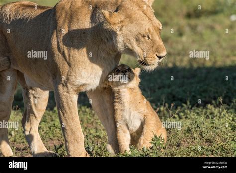 Lion cubs playing Stock Photo - Alamy